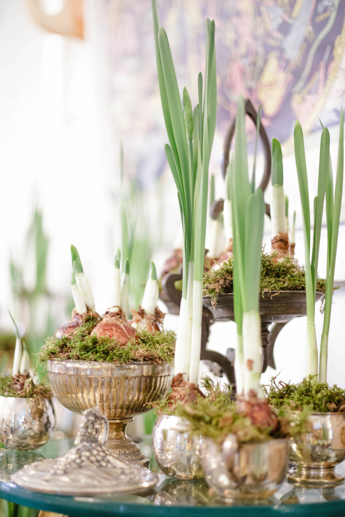 Paperwhites from Perch